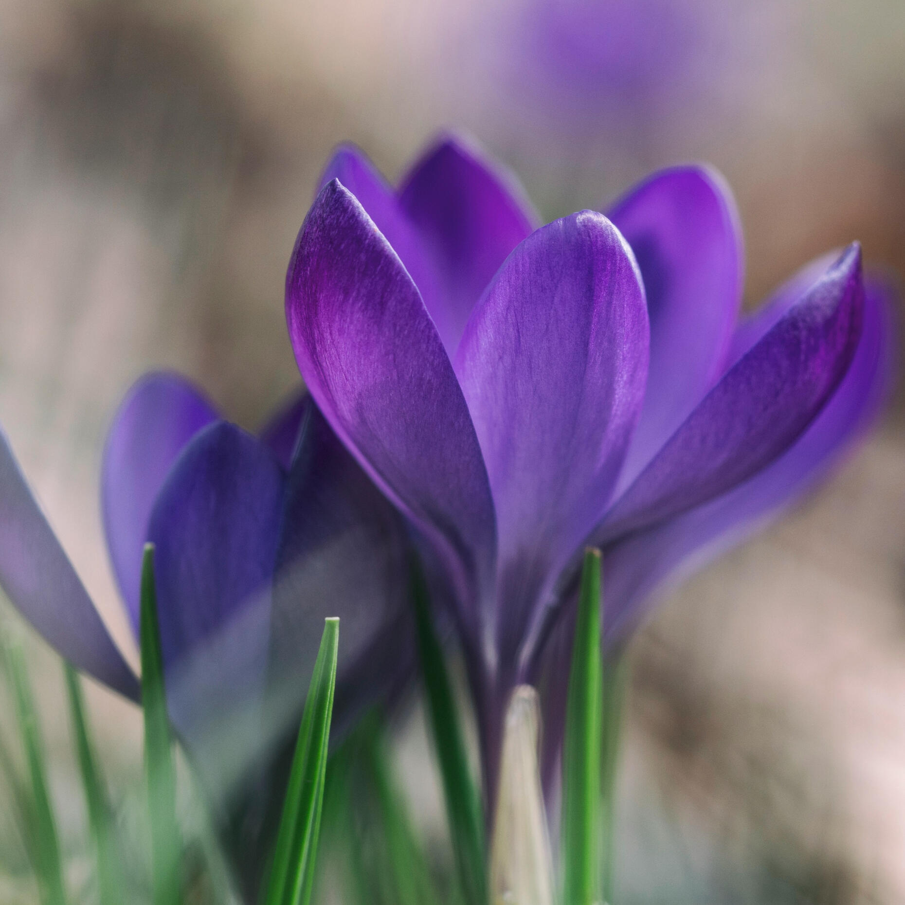 técnica metamórfica en Terrassa