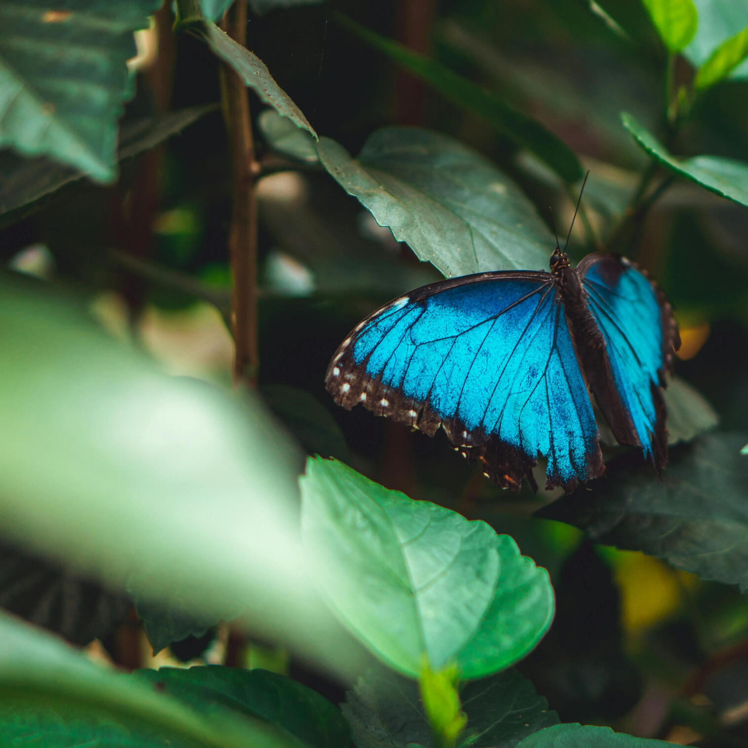 técnica metamórfica en Terrassa
